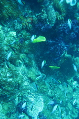 Chaetodon rainfordi