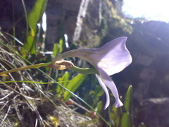 Disa longicornu