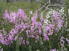 Heliophila juncea
