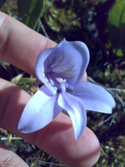 Disa longicornu