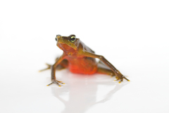 Limosa Harlequin Frog photo 2