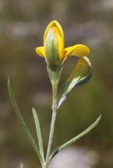 Argyrolobium filiforme