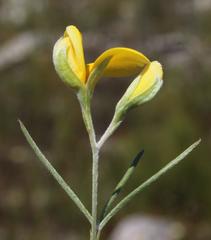 Argyrolobium filiforme