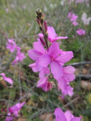 Heliophila juncea