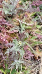 Descurainia erodiifolia