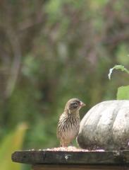 Euplectes capensis capensis