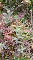 Descurainia erodiifolia