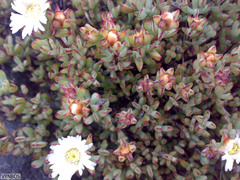 Lampranthus falciformis