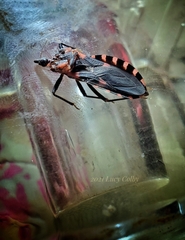 Triatoma sanguisuga