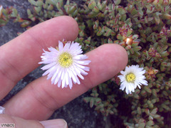 Lampranthus falciformis