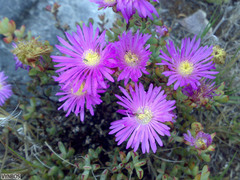 Lampranthus falciformis