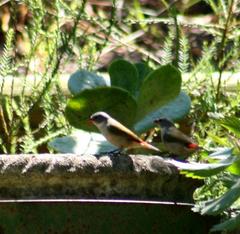 Coccopygia melanotis