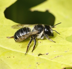 Megachile inermis