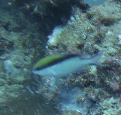 Chromis nitida