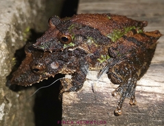 Scinax garbei