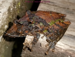 Scinax garbei