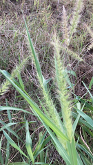 Setaria scheelei