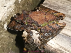Scinax garbei