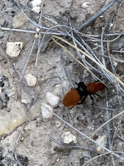 Dasymutilla calorata