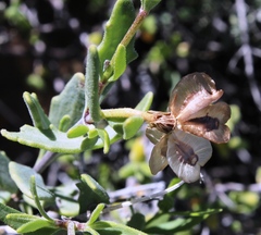 Osteospermum sinuatum sinuatum