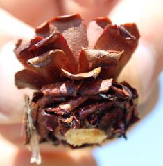 Leucadendron microcephalum