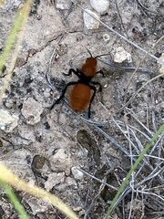 Dasymutilla calorata