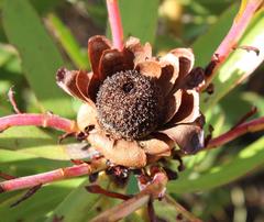 Leucadendron microcephalum