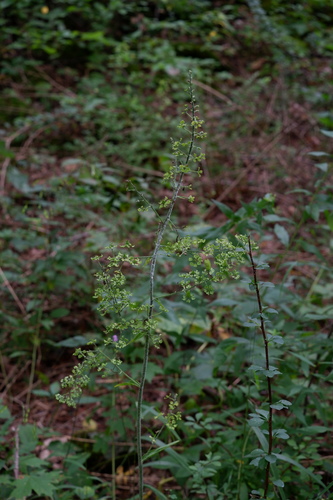 Image of Melanthium hybridum by (c) Bonnie Semmling, some rights reserved (CC BY)