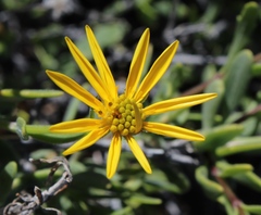 Osteospermum sinuatum sinuatum
