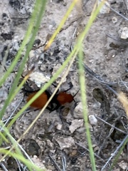 Dasymutilla calorata