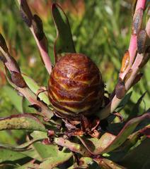 Leucadendron microcephalum