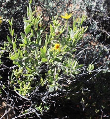Osteospermum sinuatum sinuatum