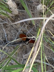 Dasymutilla calorata