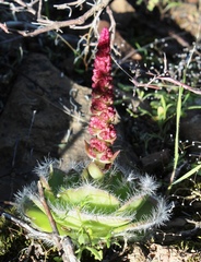 Crassula barbata barbata