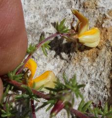 Aspalathus retroflexa retroflexa