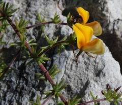 Aspalathus retroflexa retroflexa