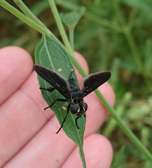 Trichopoda lanipes