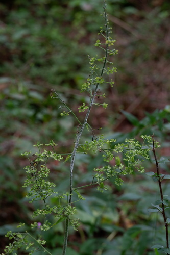 Image of Melanthium hybridum by (c) Bonnie Semmling, some rights reserved (CC BY)