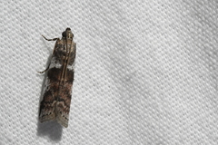 Acrobasis vaccinii