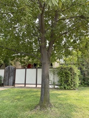 Quercus castaneifolia