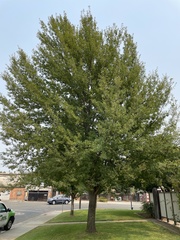 Quercus castaneifolia