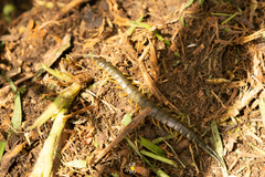 Scolopendra viridis