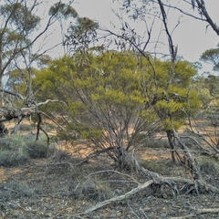 Acacia wilhelmiana