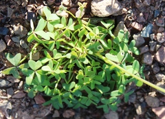 Oxalis pes-caprae pes-caprae