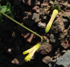 Oxalis pes-caprae pes-caprae