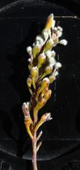Spatalla racemosa