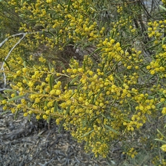 Acacia wilhelmiana