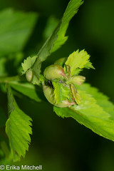 Dasineura salicifoliae