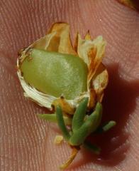 Aspalathus citrina