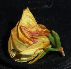 Aspalathus citrina
